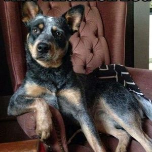 Meet your Posher, Alan